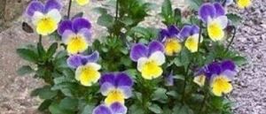 Viole