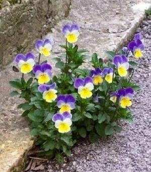 Viole
