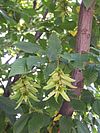 Carpinus